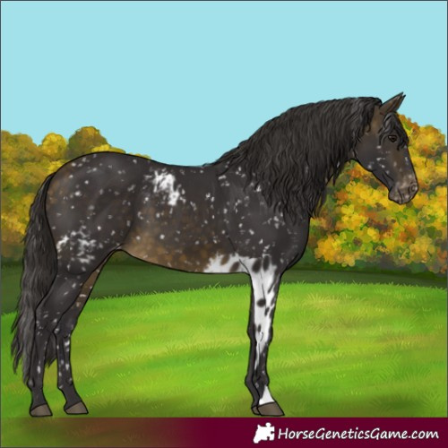 Horse Color:Buckskin Skewed Appaloosa 