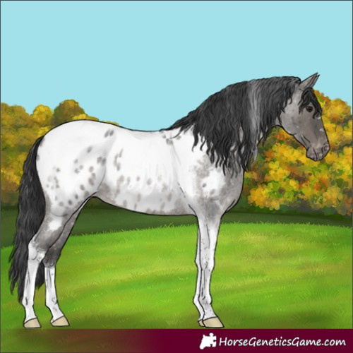 Horse Color:Grullo Roan Tobiano Appaloosa Brindle 