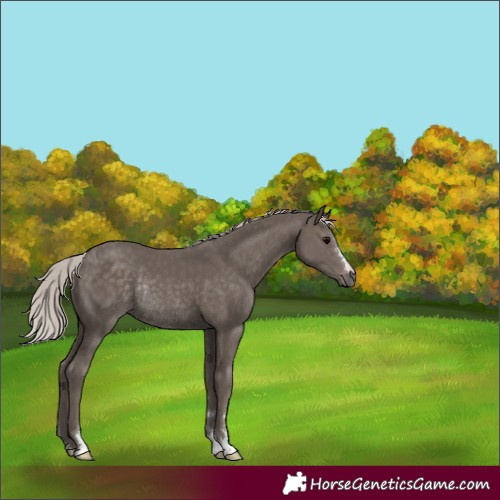 Horse Color:Silver Black Rabicano 