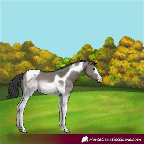 Horse Color:Grullo Tobiano 