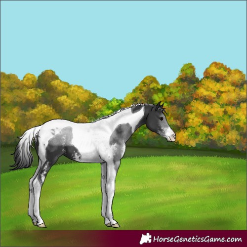 Horse Color:Black Sabino Tobiano
