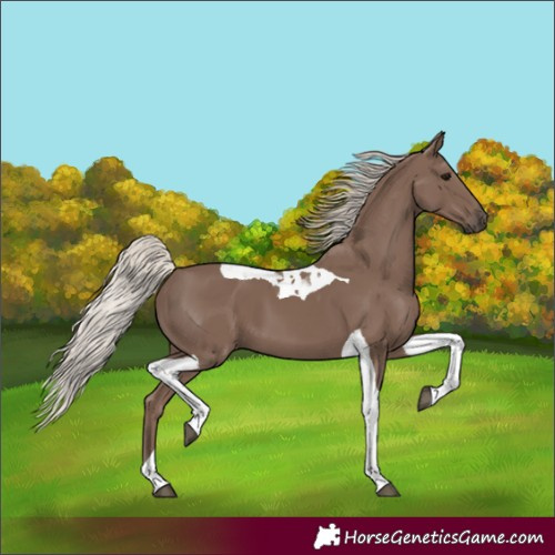 Horse Color:Unknown 