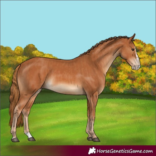 Horse Color:Chestnut and Chestnut Splash