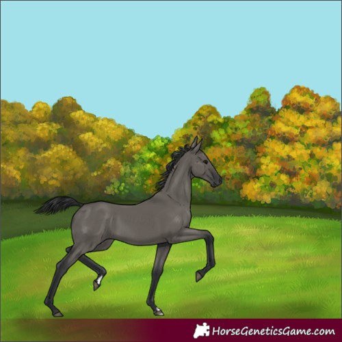 Horse Color:Unknown 