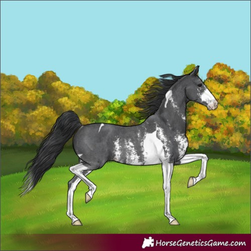 Horse Color:Black Sabino Tobiano Rabicano