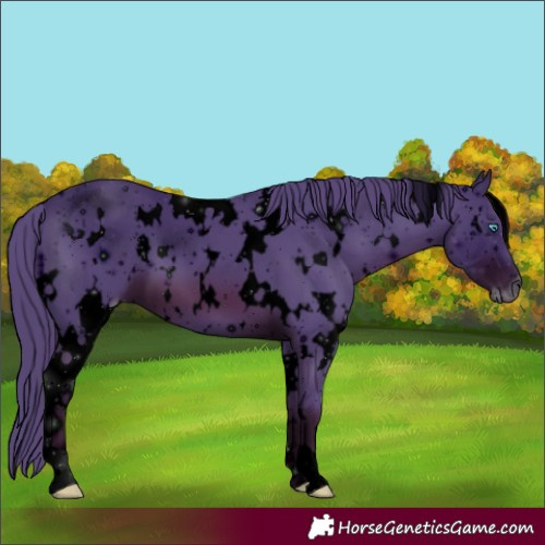 Horse Color:ERROR: UNKNOWN ANOMALY