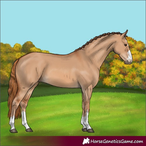 Horse Color:Red Dun 