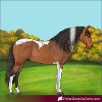 Horse Color:Bay Tobiano Rabicano 