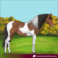 Horse Color:Bay Tobiano Rabicano 