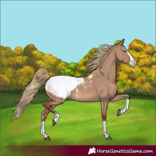 Horse Color:Red Dun Sabino Splash Appaloosa 