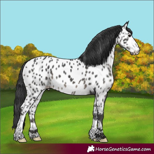 Horse Color:Black Near Leopard 
