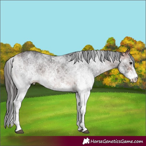Horse Color:White Spotted Bay