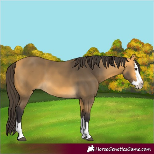 Horse Color:Buckskin Splash