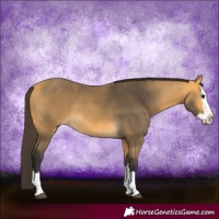 Horse Color:Buckskin Splash 