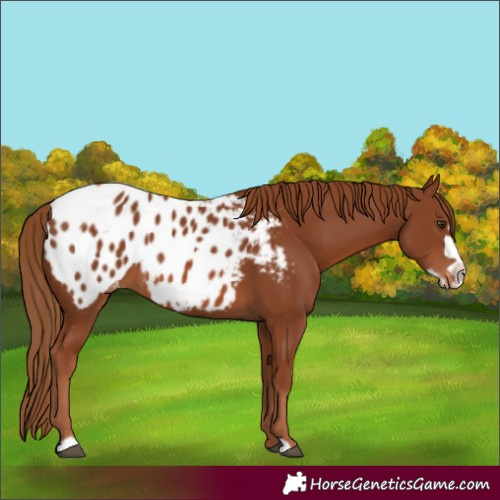 Horse Color:Chestnut Frame Appaloosa