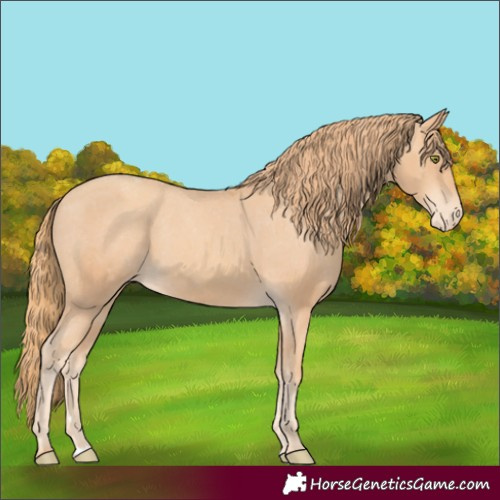 Horse Color:Gold Champagne Appaloosa 