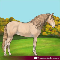 Horse Color:Gold Champagne Appaloosa