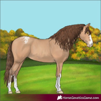 Horse Color:Amber Champagne Appaloosa 