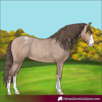 Horse Color:Amber Champagne Appaloosa