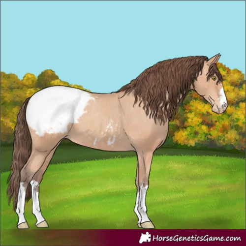 Horse Color:Amber Champagne Appaloosa