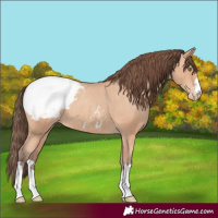 Horse Color:Amber Champagne Appaloosa 