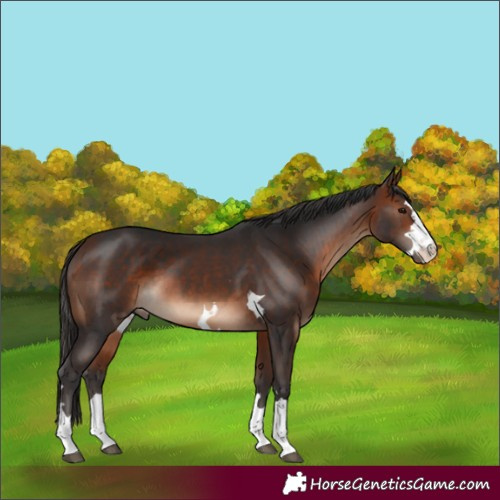Horse Color:Bay  and Bay 