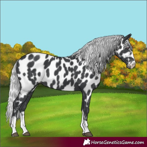 Horse Color:Silver Black Chinchilla Near Leopard 