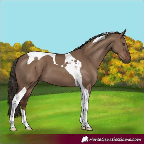 Horse Color:Liver Red Dun Tobiano