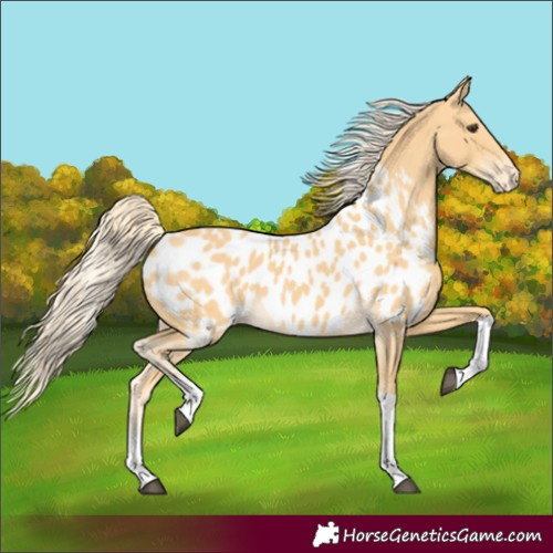 Horse Color:Palomino Tobiano Appaloosa