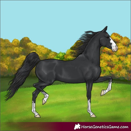 Horse Color:Black 
