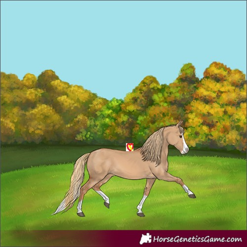 Horse Color:Red Dun Splash