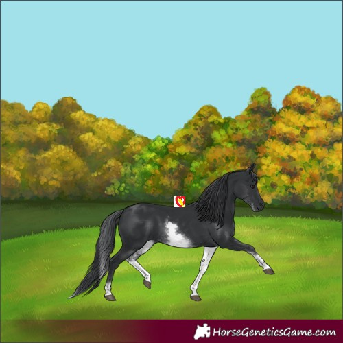 Horse Color:White Spotted Black 