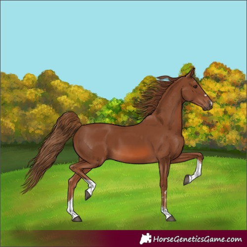 Horse Color:Chestnut Tobiano 