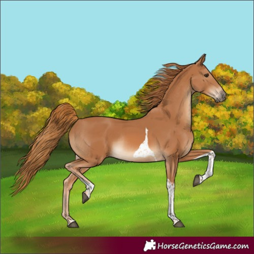 Horse Color:Chestnut Tobiano Rabicano 