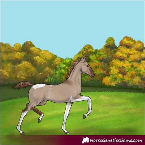 Horse Color:Unknown 