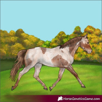 Horse Color:Red Roan  and Gold Champagne Roan 
