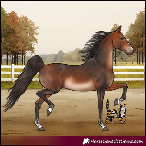 Horse Color:Bay  and Bay 