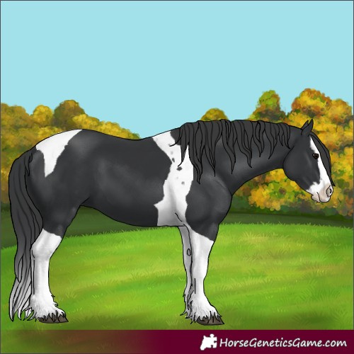 Horse Color:Black Splash Tobiano 