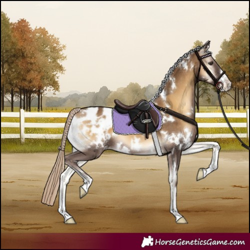 Horse Color:White Spotted Chocolate Palomino Onyx Appaloosa 