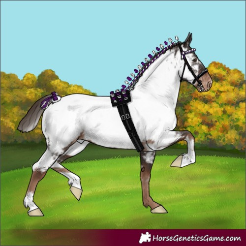 Horse Color:White Spotted Liver Chestnut Appaloosa 