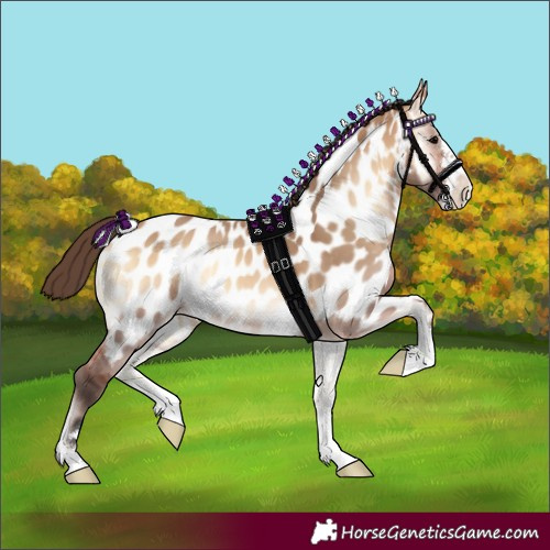 Horse Color:Bay Onyx Near Leopard 