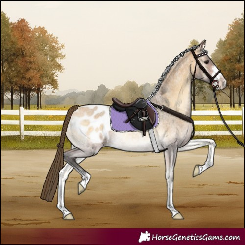 Horse Color:Buckskin Roan Onyx Appaloosa Rabicano 