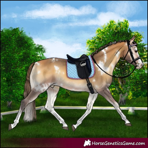 Horse Color:White Spotted Buckskin Onyx Splash Appaloosa 