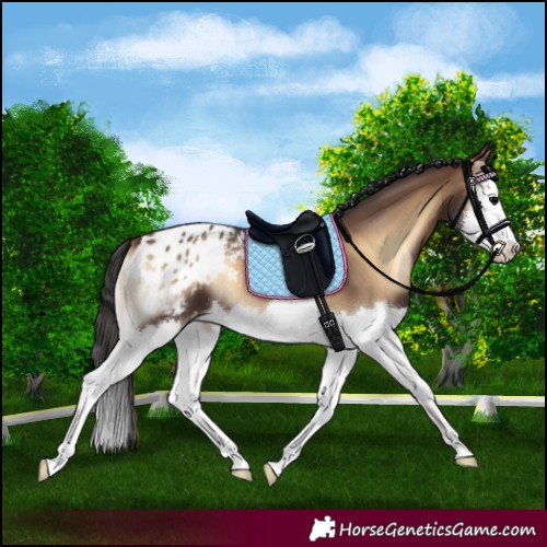Horse Color:Bay Onyx Splash Blanket