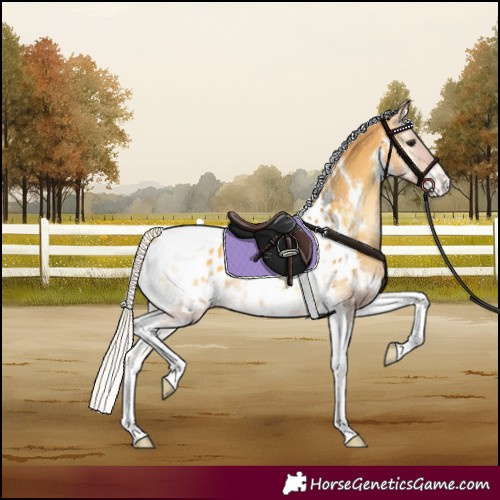 Horse Color:White Spotted Silver Buckskin Onyx Tobiano Blanket Rabicano