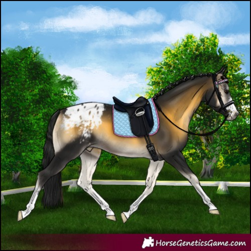 Horse Color:Gray Buckskin Onyx Appaloosa 