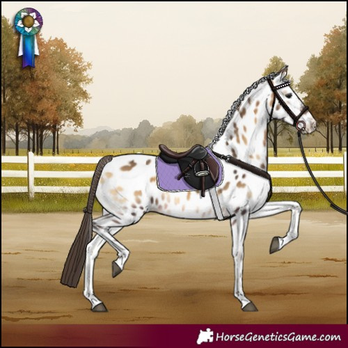 Horse Color:Buckskin Onyx Appaloosa Rabicano 