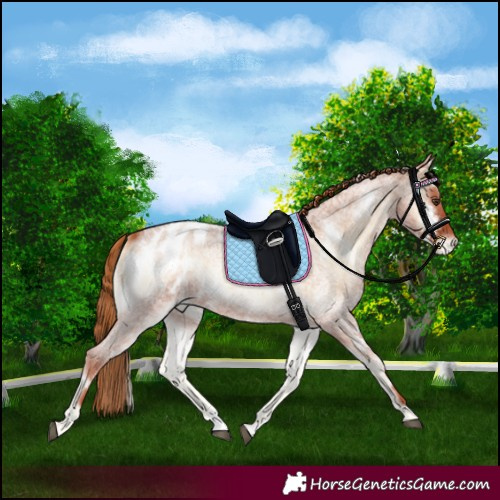 Horse Color:White Spotted Red Onyx Roan Appaloosa