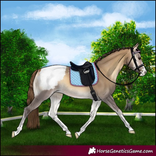 Horse Color:Buckskin Onyx Appaloosa 