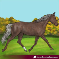 Horse Color:Silver Black Rabicano 